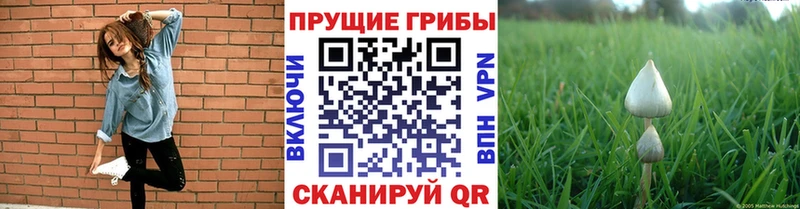 Псилоцибиновые грибы мицелий  KRAKEN ССЫЛКА  Чишмы 